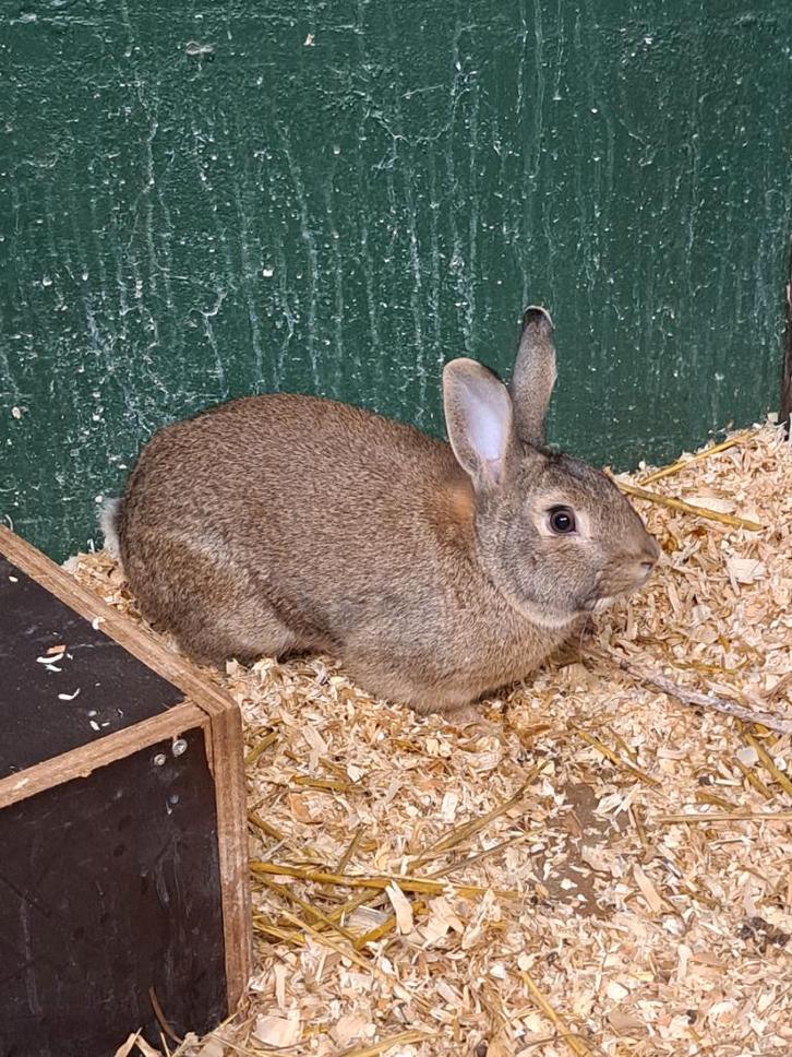 Mannelijk steenkonijn, Animaux & Accessoires, Rongeurs & Lapins | Cages & Clapiers, Lapin, Enlèvement