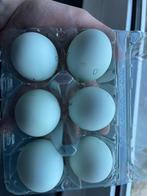 Lichtblauwe broedeitjes, Geslacht onbekend, Kip