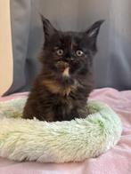 Maine Coon Cattery Butterfly’s! (HK20308283), Dieren en Toebehoren, Meerdere dieren, Met stamboom