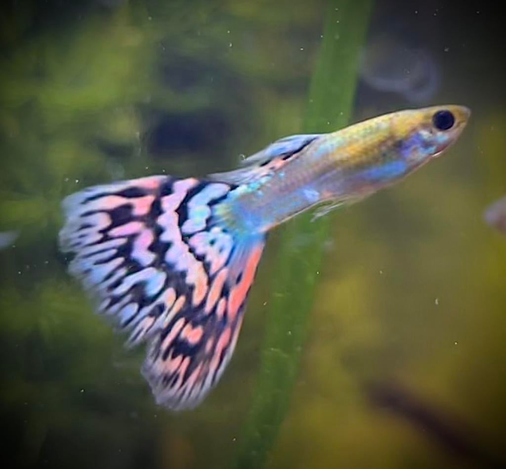 Rasguppen Galaxy grass- mozaic, Dieren en Toebehoren, Vis, Zoetwatervis, Schoolvis