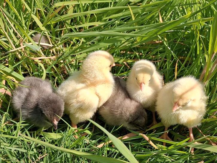 Schattige kuikens te reserveren voor pasen, Dieren en Toebehoren, Pluimvee, Kip, Vrouwelijk