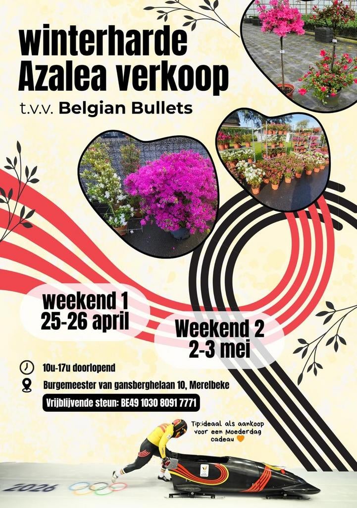 Azalea japonica (winterharde buitenazalea), Tuin en Terras, Planten | Tuinplanten, Ophalen