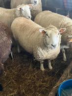 Texel/swifter schapen, Plusieurs animaux, Mouton, 3 à 5 ans