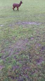 Jonge  alpaca manneke  6maanden  oud te koop, Augustus, Mannelijk