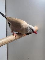 Spitsstaardamadine mannetje, Dieren en Toebehoren, Vogels | Overige Vogels