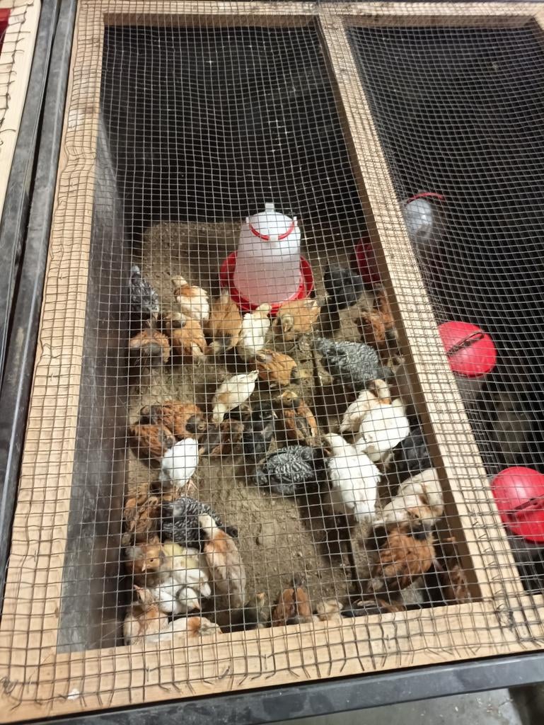 Kuikens van 3 weken oud, Animaux & Accessoires, Volatiles