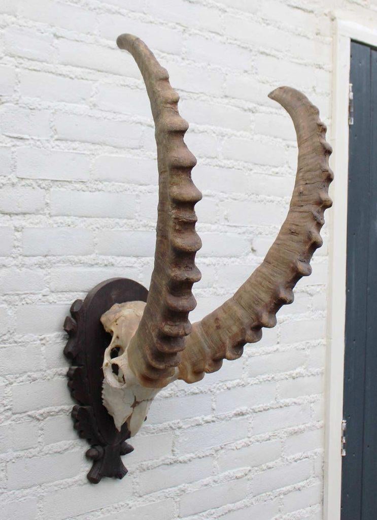 Hoorns ALPEN STEENBOK (Capra ibex) op schild - gewei, Ophalen, Gebruikt, Wild dier, Schedel