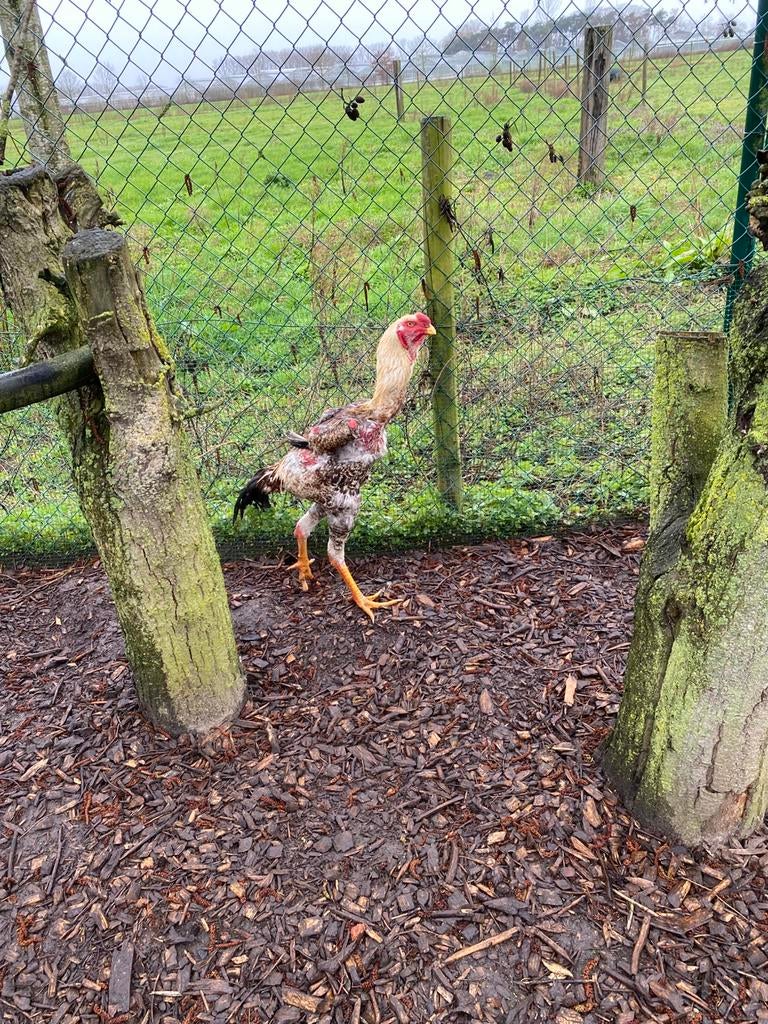 Maleiser haan en hen, Dieren en Toebehoren