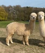 Jonge light fawn alpaca merrie, Dieren en Toebehoren, Overige Dieren, Januari, Vrouwelijk