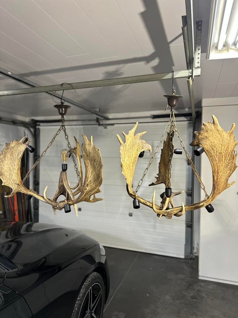 Gewei lusterdamhert koppel zeer mooi boven tafel, Enlèvement