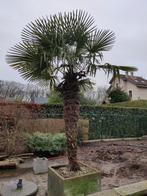 Chinese waaierpalm (Trachycarpus fortunei), Tuin en Terras, Ophalen, In pot, Palmboom, 100 tot 250 cm