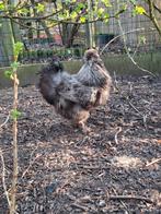 Gratis haantje te kiezen niet voor de slacht, Dieren en Toebehoren, Pluimvee, Mannelijk, Kip