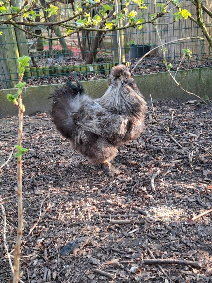 Gratis haantje te kiezen niet voor de slacht, Dieren en Toebehoren, Pluimvee, Kip, Mannelijk