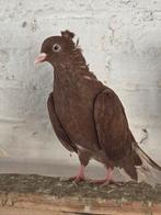 IRAN. Toghi soror, Dieren en Toebehoren, Vogels | Duiven