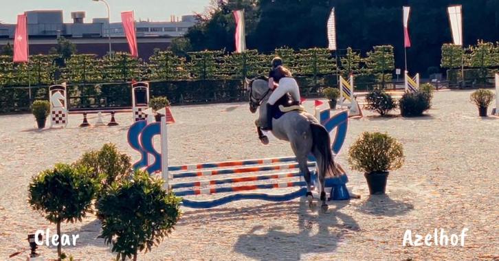 Top merrie van 2020, Animaux & Accessoires, Chevaux, Jument, Ne s'applique pas, 170 à 175 cm, 3 à 6 ans, Cheval de saut, Avec pedigree