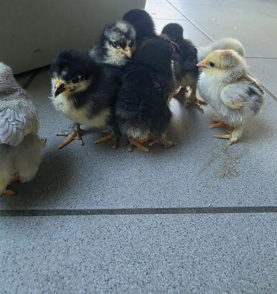 Éendagskuikens cochin kriel, Dieren en Toebehoren, Pluimvee, Kip