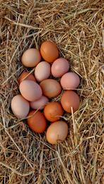 Verse scharreleieren van buitenlopers, Enlèvement