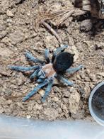 Tliltocatl schroederi vrouw, Dieren en Toebehoren