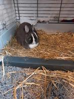 Kleurdwerg voedster, Dieren en Toebehoren, Konijnen