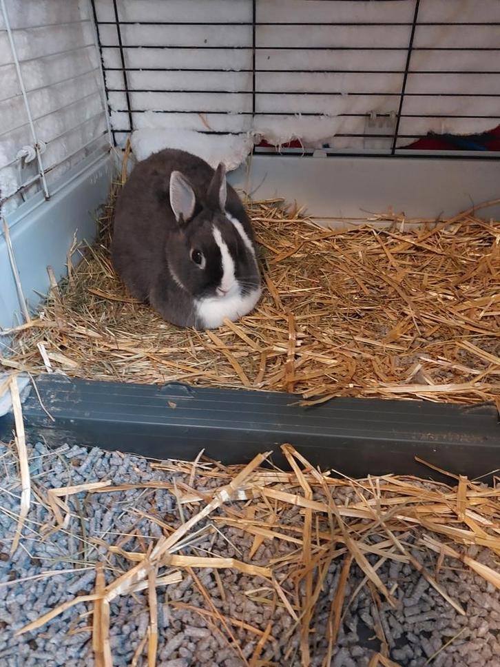 Kleurdwerg voedster, Dieren en Toebehoren, Konijnen