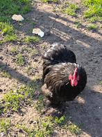 Cochin krielhaantje, Dieren en Toebehoren