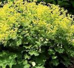 8 bodembedekkers & varens, Tuin en Terras, Planten | Tuinplanten, Ophalen, Bodembedekkers, Vaste plant, Halfschaduw