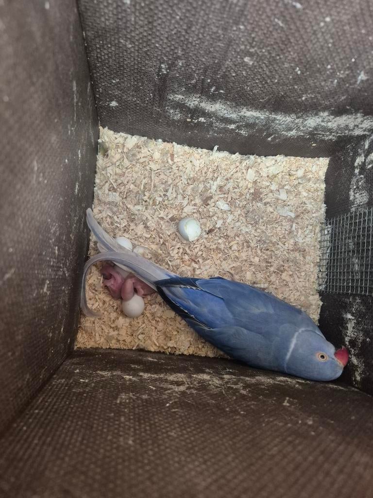 Halsband babys voor tamme maken  violet, Dieren en Toebehoren, Vogels | Parkieten en Papegaaien