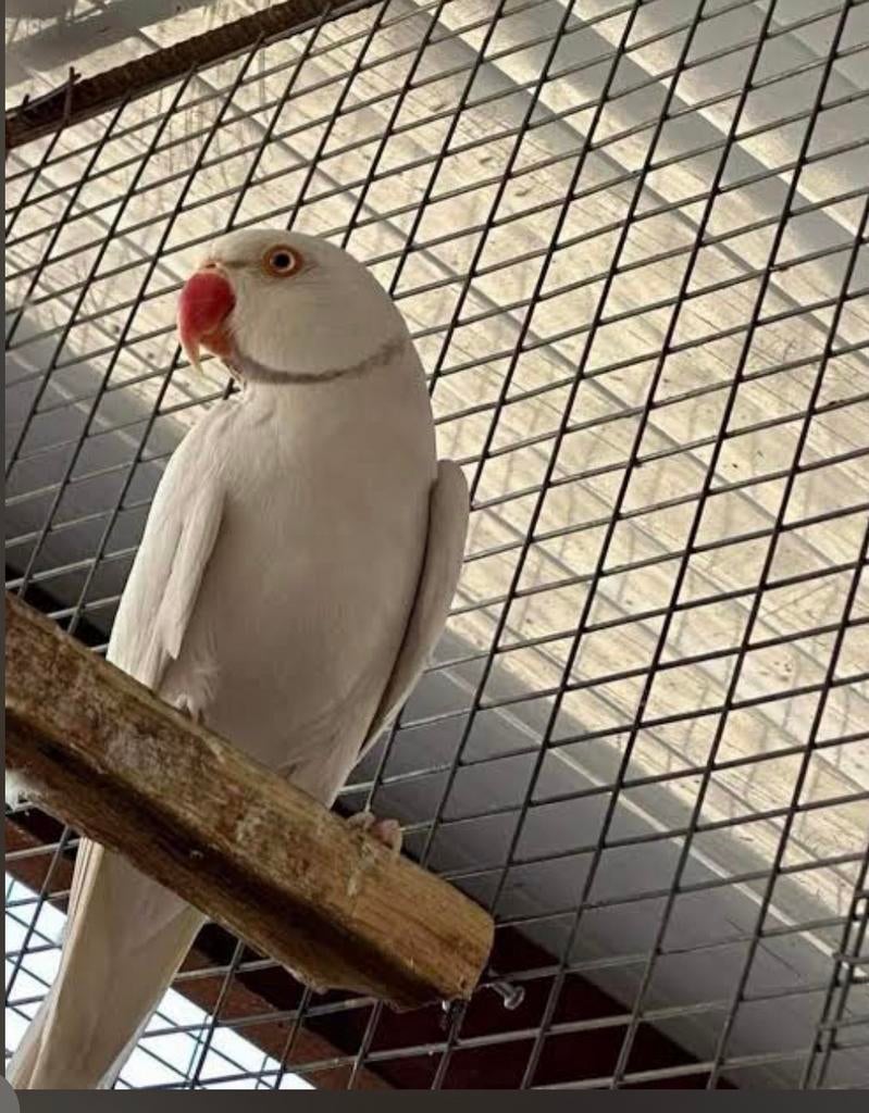 Perruche à collier, Enlèvement ou Envoi