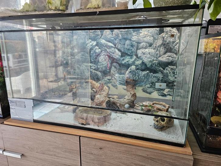 Baardagamen, Dieren en Toebehoren, Reptielen en Amfibieën, Tam