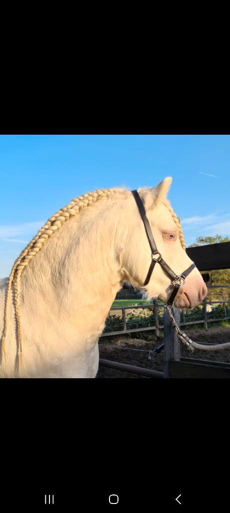 Mooie bewezen cremello A Welsh ter dekking, Animaux & Accessoires, Chevaux & Poneys | Étalons & Juments poulinières, Étalon