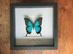 Vlinder Taxidermie, Verzamelen, Ophalen, Zo goed als nieuw