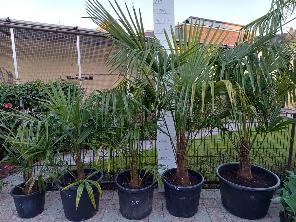 Trachycarpus fortunei, Tuin en Terras, Ophalen