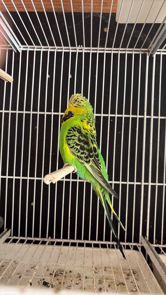 Engelse grasparkieten, Animaux & Accessoires, Oiseaux | Perruches & Perroquets