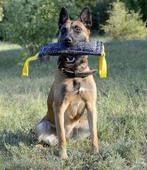 Getrainde Mechelse herder te herplaatsen, België, Particulier, Reu, 1 tot 2 jaar