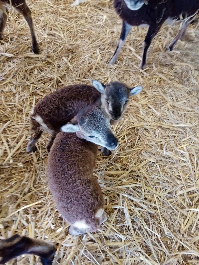 Soya schapen, Animaux & Accessoires, Moutons, Chèvres & Cochons