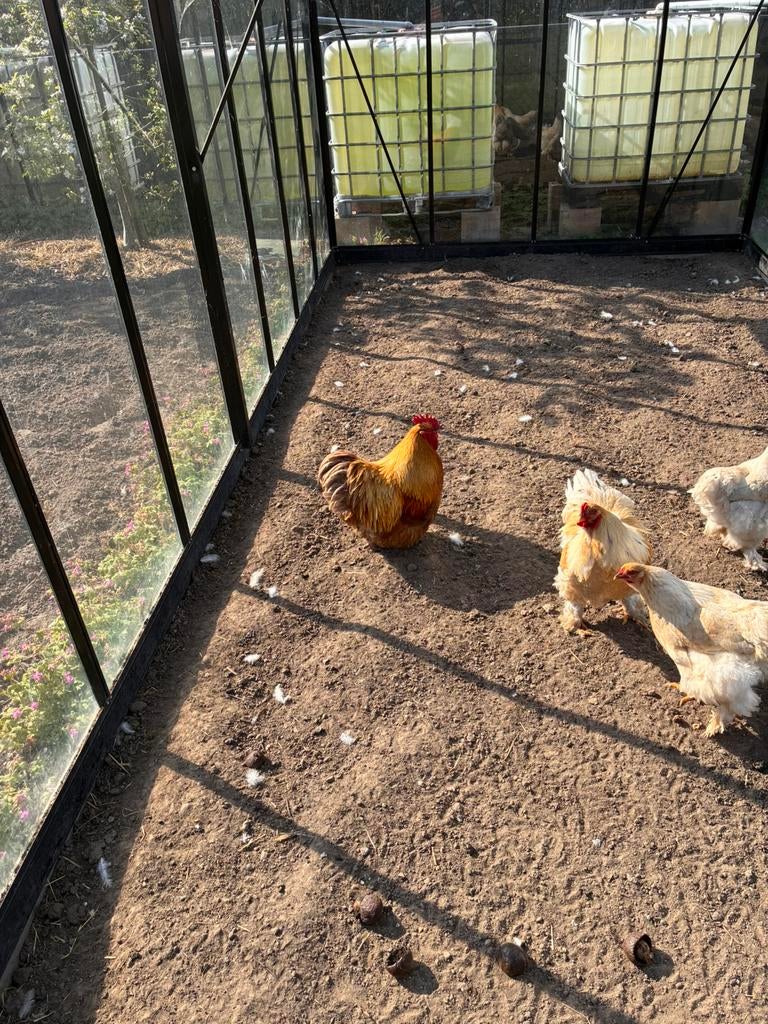 Orpington buff haan, Animaux & Accessoires, Volatiles