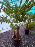 palmbomen winterhard dubbelstam, Tuin en Terras, Ophalen