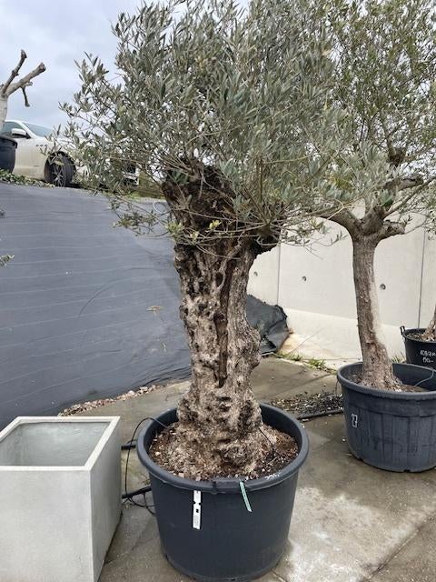Olivier, En pot, 100 à 250 cm, Plein soleil, Printemps