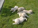 Golden retriever pups, Dieren en Toebehoren, België, 8 tot 15 weken, Meerdere, Meerdere dieren