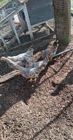 Cream de legbar, Mannelijk, Kip