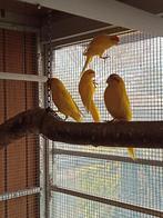 Gele Kakariki, Animaux & Accessoires