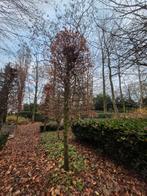 Fagus sylvatica / rode beuk 400-450cm, Tuin en Terras, Ophalen
