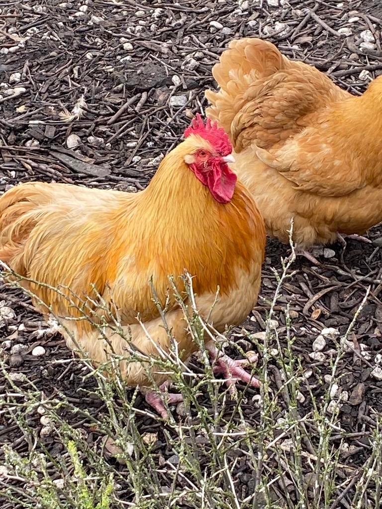 Broedeieren van orpington, Animaux & Accessoires