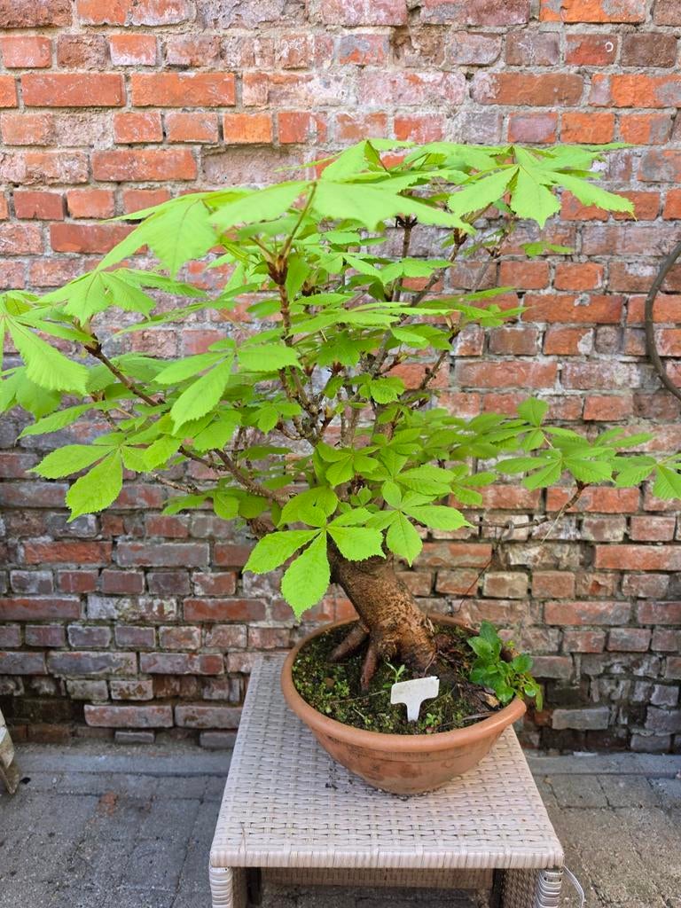 Bonsai kastanje, Ophalen