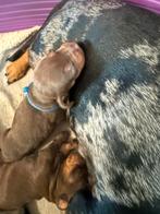 Choco tan dwergteckels, Dieren en Toebehoren, Honden | Teckels en Dashonden, België, CDV (hondenziekte), 8 tot 15 weken, Korthaar