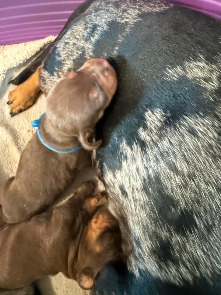 Choco tan dwergteckels, Dieren en Toebehoren, Honden | Teckels en Dashonden, Meerdere dieren, Korthaar, Dwerg, Fokker | Professioneel