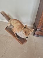 Vintage taxidermie vos, Verzamelen, Dierenverzamelingen, Ophalen