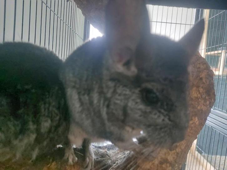 Couple Chinchilla + cage, Dieren en Toebehoren, Knaagdieren en Konijnen | Hokken en Kooien, Gebruikt, Kooi, 90 cm of meer, 110 cm of meer