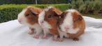 Rex cavia, Cavia, Augustus, Meerdere dieren, Tam