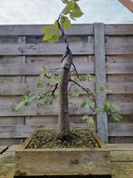 Bonsai, Tuin en Terras, Ophalen, Lente